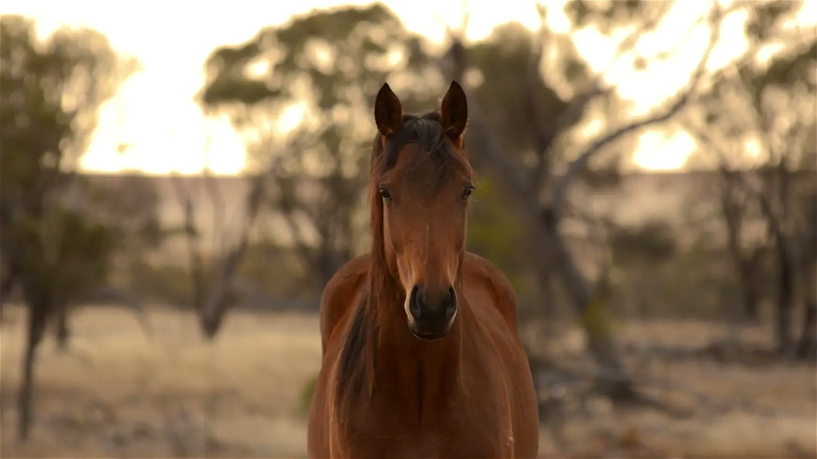 Primer plano de un caballo mirando a cámara